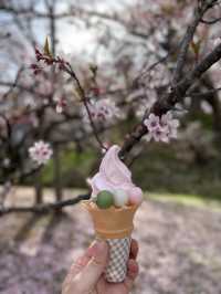 日本三代桜の名所🌸高遠のコヒガンザクラ🌸