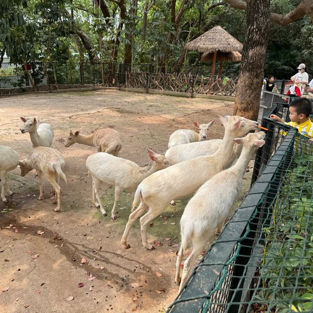 深圳野生動物園一日遊記🩷