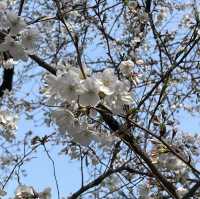 桜鑑賞【新宿御苑and北の丸公園】