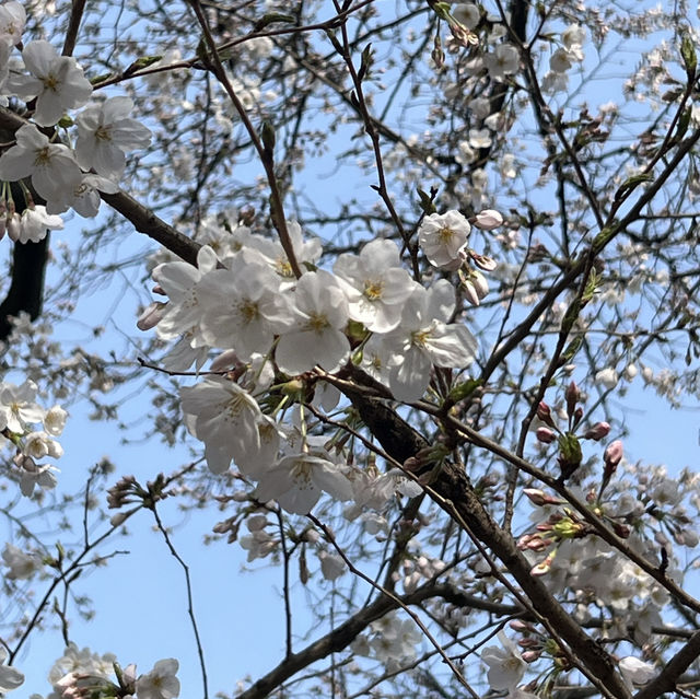 桜鑑賞【新宿御苑and北の丸公園】