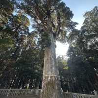 【霧島神宮】值得參觀的古老神社⛩️
