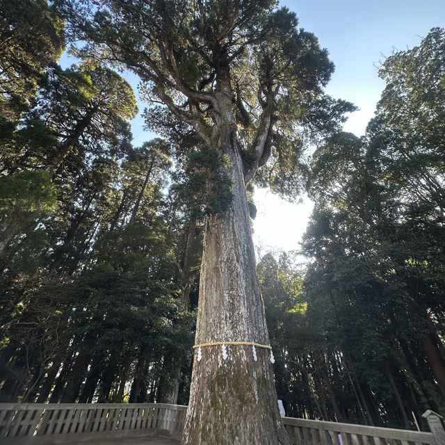 【霧島神宮】值得參觀的古老神社⛩️