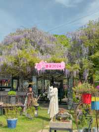 실시간 포도 가득 열린 청주카페🍇💜