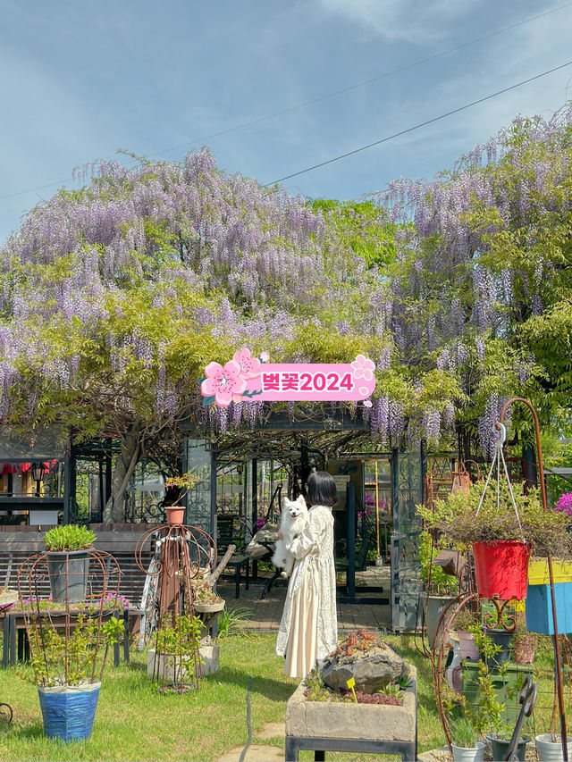 실시간 포도 가득 열린 청주카페🍇💜