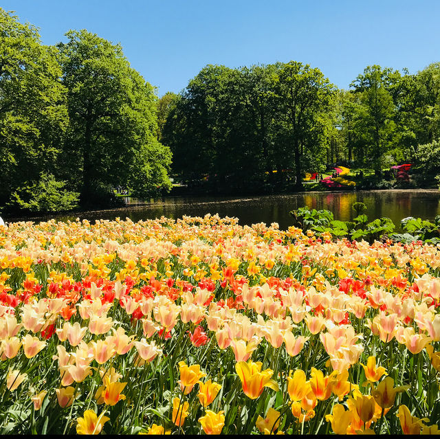 Blooming Paradise: Exploring Keukenhof's Spring Symphony