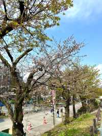 東京　東京観光　隅田公園の桜と東京スカイツリーのコラボは最高！