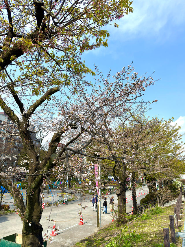 東京　東京観光　隅田公園の桜と東京スカイツリーのコラボは最高！