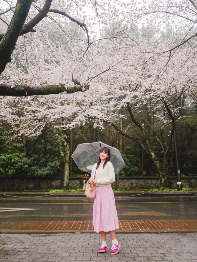 濟州島🇰🇷 市區最美的櫻花路🌸