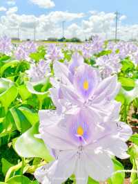 【埼玉/加須】めずらしい一面薄紫色の花