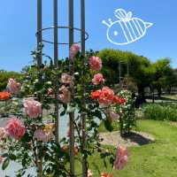 愛知県東海市　元浜公園のバラ園
