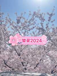 🌸경기도 벚꽃 명소 - 수원 팔달문 / 구 경기도청 