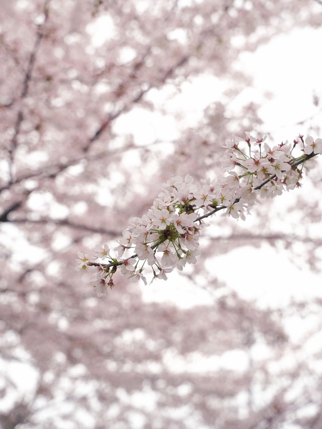 日本東京賞櫻必去之旅🌸