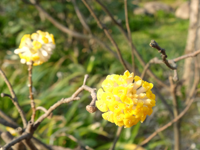 【香港郊遊遊】元荃古道，周末行山好去處～