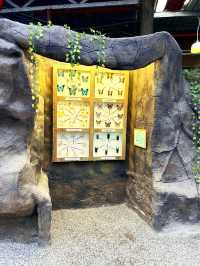 Beautiful Butterfly Wonderland