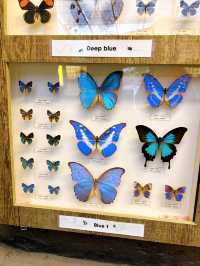 Beautiful Butterfly Wonderland