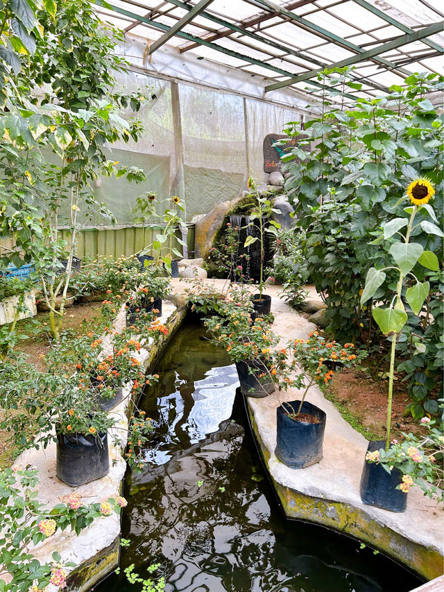 Beautiful Butterfly Wonderland