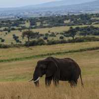 Jw Marriott masai Mara 