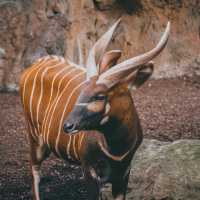 廣州動物園：珍稀動物，放鬆心情的理想去處