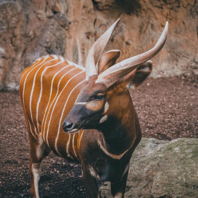 廣州動物園：珍稀動物，放鬆心情的理想去處