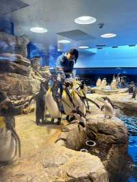 【 免費與海豚互動。水族館•海響館 】