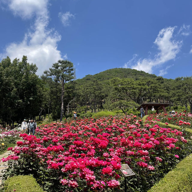 5월의 봄은 장미 꽃보기🌹