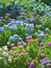 【千葉】どっから見ても紫陽花だらけ😍 250品種・10,000株以上の紫陽花がお出迎え✨