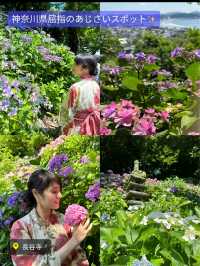 〜神奈川県〜穴場〜ライトアップまで！紫陽花スポット6選！