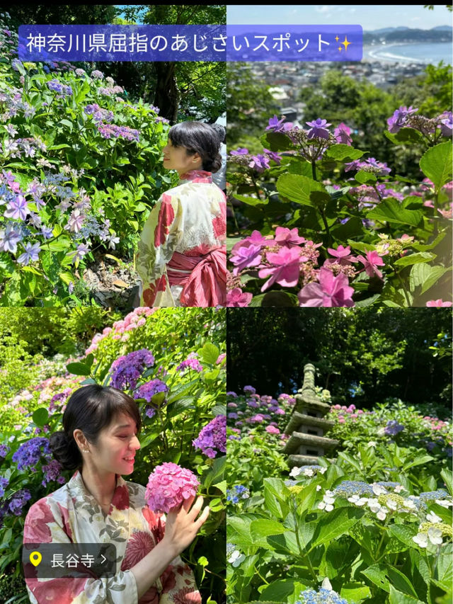 〜神奈川県〜穴場〜ライトアップまで！紫陽花スポット6選！