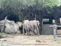 臺北市立動物園 Taipei Zoo