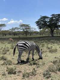 🦓세렝게티 못지 않은 화려한 동물들의 초원! 케냐 마사이마라 국립공원