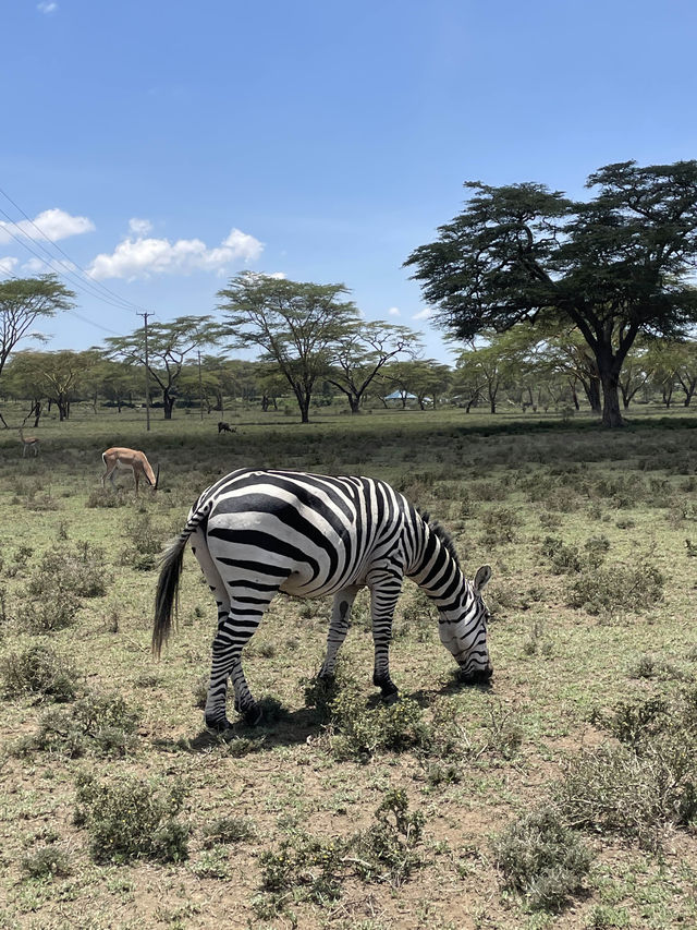 🦓세렝게티 못지 않은 화려한 동물들의 초원! 케냐 마사이마라 국립공원