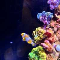 🇲🇾 潛入吉隆坡的藍色心臟！Aquaria KLCC 水族館，一場與微笑魟魚共舞的城市冒險！🦈✨