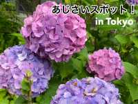 【Tokyo🇯🇵】あじさいスポット！in六本木