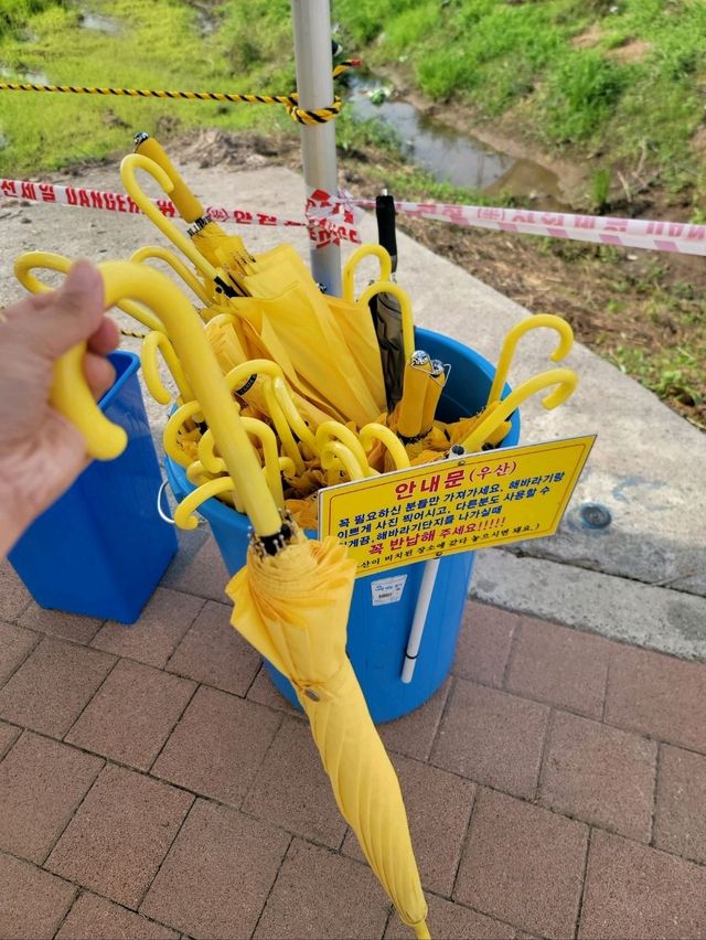 백일홍도 볼 수 있는 함안 해바라기 마을🌻