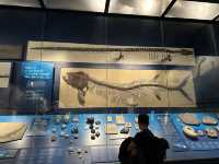 【🇺🇸芝加哥🇺🇸】Field Musuem：暴龍🦖 T Rex 體驗，難忘博物館之旅，適合帶小朋友來震撼教育一下‼️