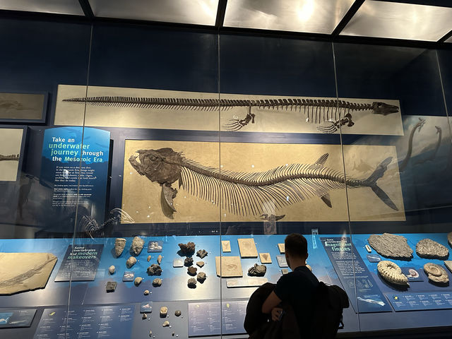 【🇺🇸芝加哥🇺🇸】Field Musuem：暴龍🦖 T Rex 體驗，難忘博物館之旅，適合帶小朋友來震撼教育一下‼️