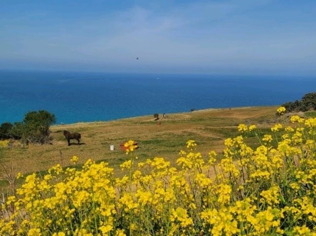 【濟州】犀牛峰海灘：春夏油菜花盛開，特色黑色火山岩灘。適合日落時分