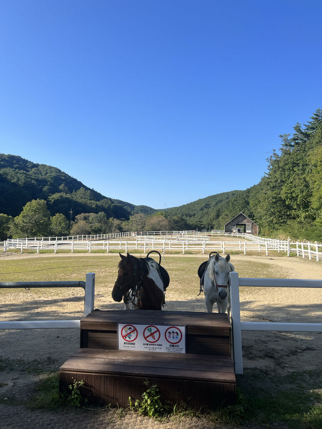 韓國人最喜愛首爾近郊🌳江陵風車景牧場和黑白牛🐄💞