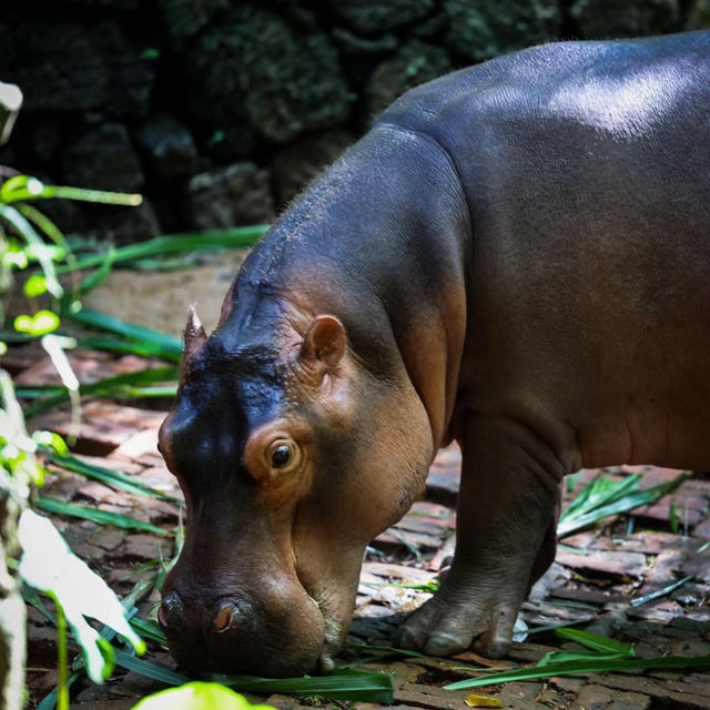 福州動物園：動物奇妙景象，雨天也好玩