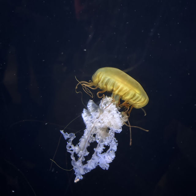 芝加哥海洋博物館 Shedd Aquarium ：珊瑚館，水母館，海洋奇觀等你來！」