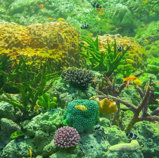 ทัวร์โลกใต้น้ำกับอควาเรียมบางแสนกันครับ 🪼🐠🦈