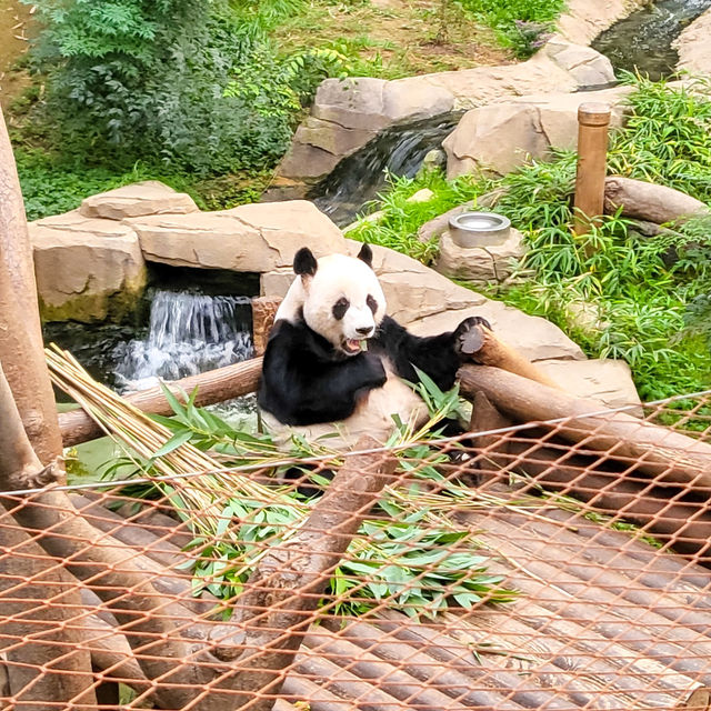 귀여운 판다 보러가실래요?💕