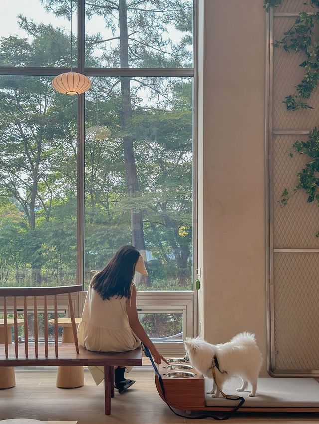 우리집 강아지랑 완벽한 호캉스를 위한 곳✨