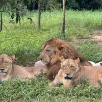 An Unforgettable Wildlife Adventure at VinPearl Safari Phu Quoc