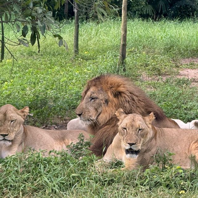 An Unforgettable Wildlife Adventure at VinPearl Safari Phu Quoc