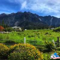 🇲🇾 Experience the Lush Grasslands of Desa Dairy Farm