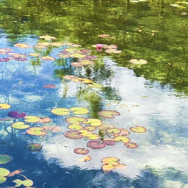 名もなき池 （通称:モネの池）