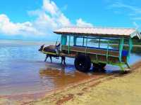 【由布島】水牛車で島を渡る🐃🏝