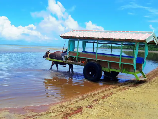 【由布島】搭乘水牛車前往小島