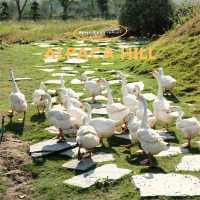 Alpaca Hill | สวนสัตว์ Open-Air ที่ต้องไปสักครั้ง